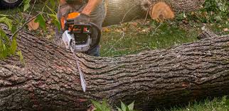 Best Tree Cabling and Bracing  in Monmouth, IL