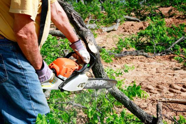 Best Organic Lawn Care Solutions  in Monmouth, IL